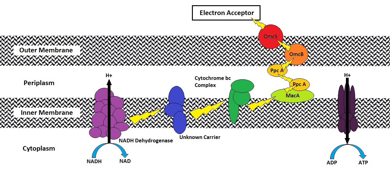 bacteria_electron_flow